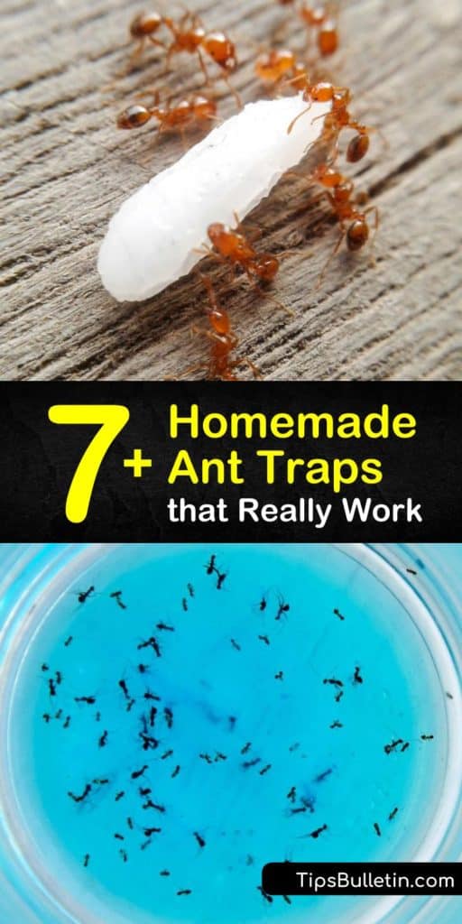 Learn how to make a homemade ant trap as a form of DIY pest control. Tempt the pests with an ant bait like powdered sugar or peanut butter, then kill ants with Borax or baking soda. Target sugar ants, fire ants, and more with a homemade ant killer. #trap #ants #diyanttraps #killants