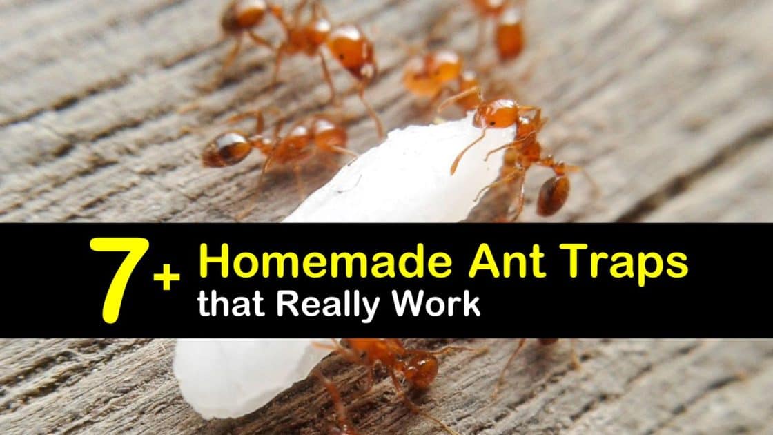 7 Homemade Ant Traps That Really Work - Ant Trap Diy Borax