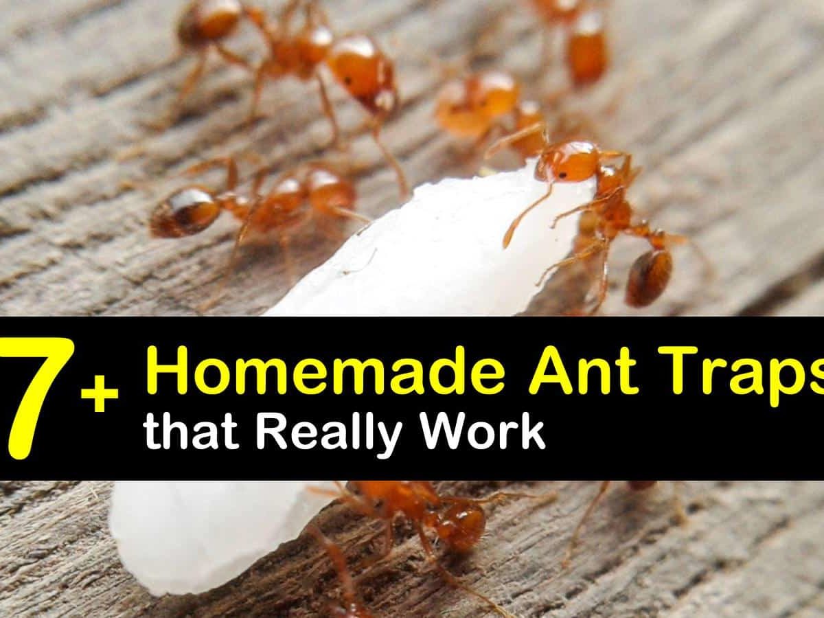 7 Homemade Ant Traps That Really Work