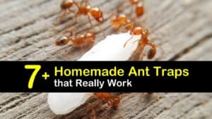 Homemade Ant Trap titleimg1