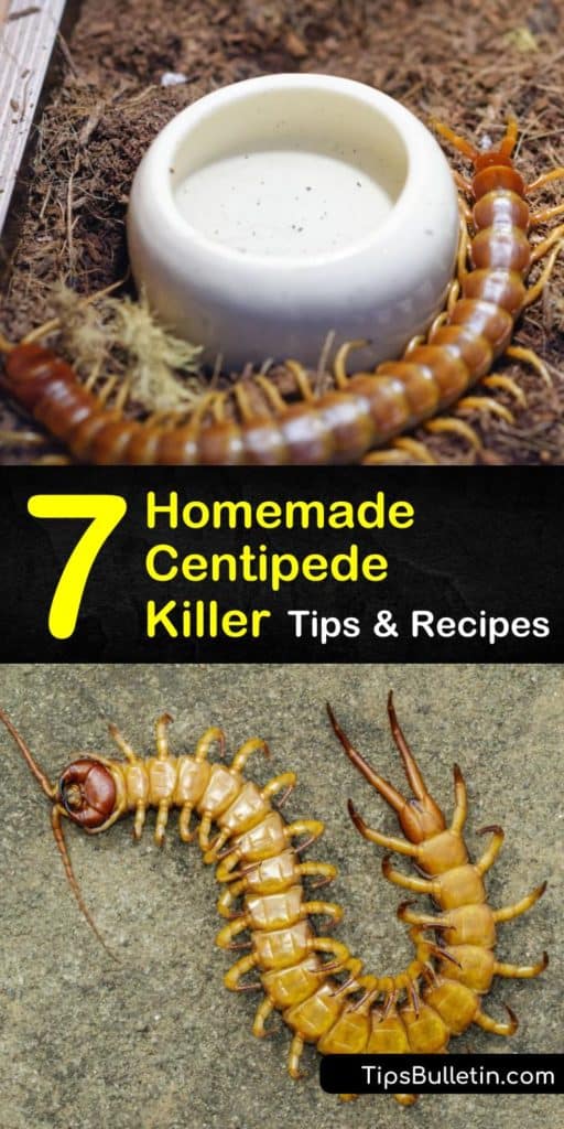 Learn how to get rid of centipedes using home maintenance and natural products like peppermint oil. Centipedes may eat silverfish, cockroaches, and bed bugs, but they sure are creepy. Our pest control tips will eliminate your centipede infestation. #centipedes #centipedesremedy #killcentipedes