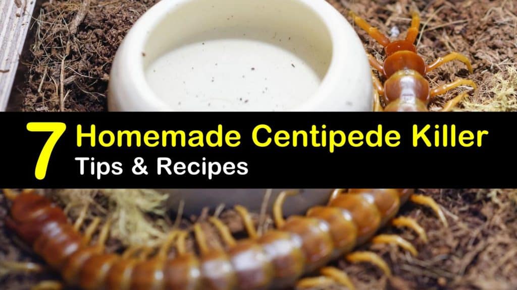 Homemade Centipede Killer titleimg1