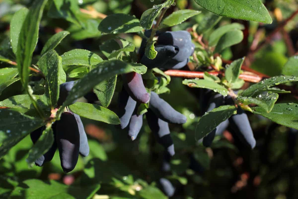 Honeberries are related to the honeysuckle.