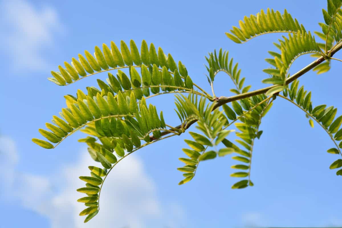 Beware of the long thorns on the honeylocust tree.