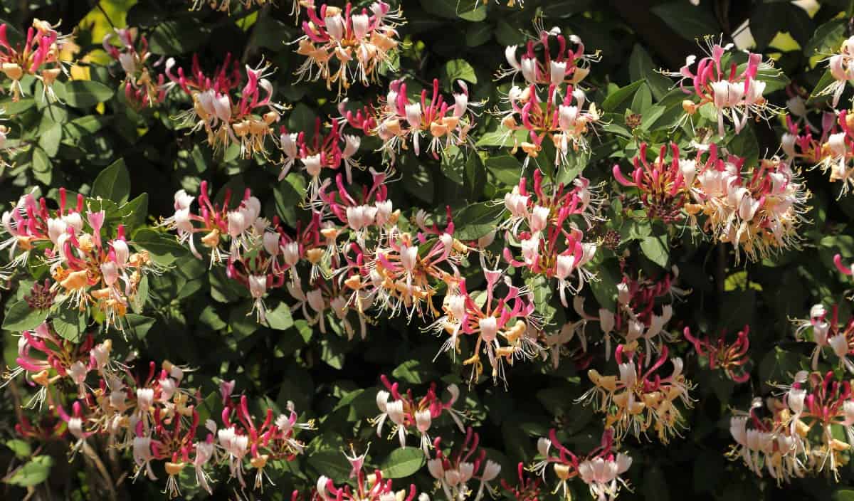 Honeysuckle is the perfect vine for poor soil.