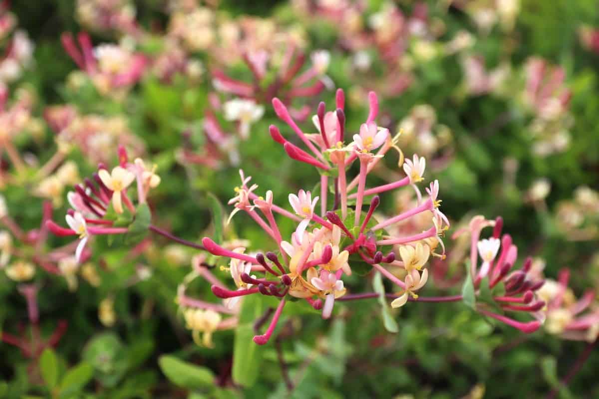 Honeysuckle vines and shrubs both have fragrant blossoms.