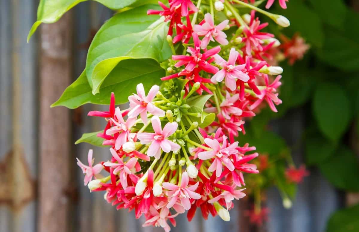 Honeysuckle vines draw hummingbirds for their sweet nectar.