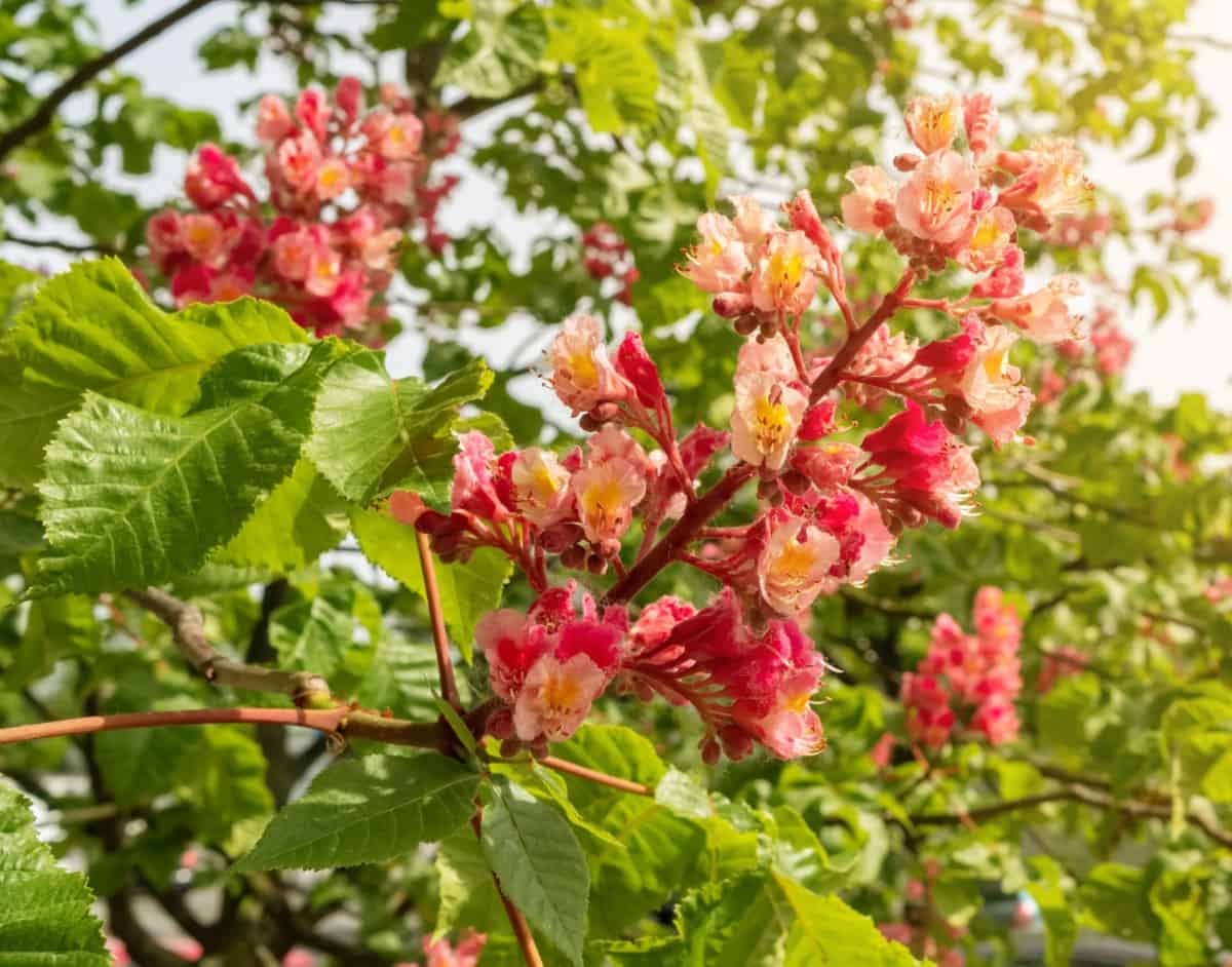 Horse chestnut trees have inedible fruit.