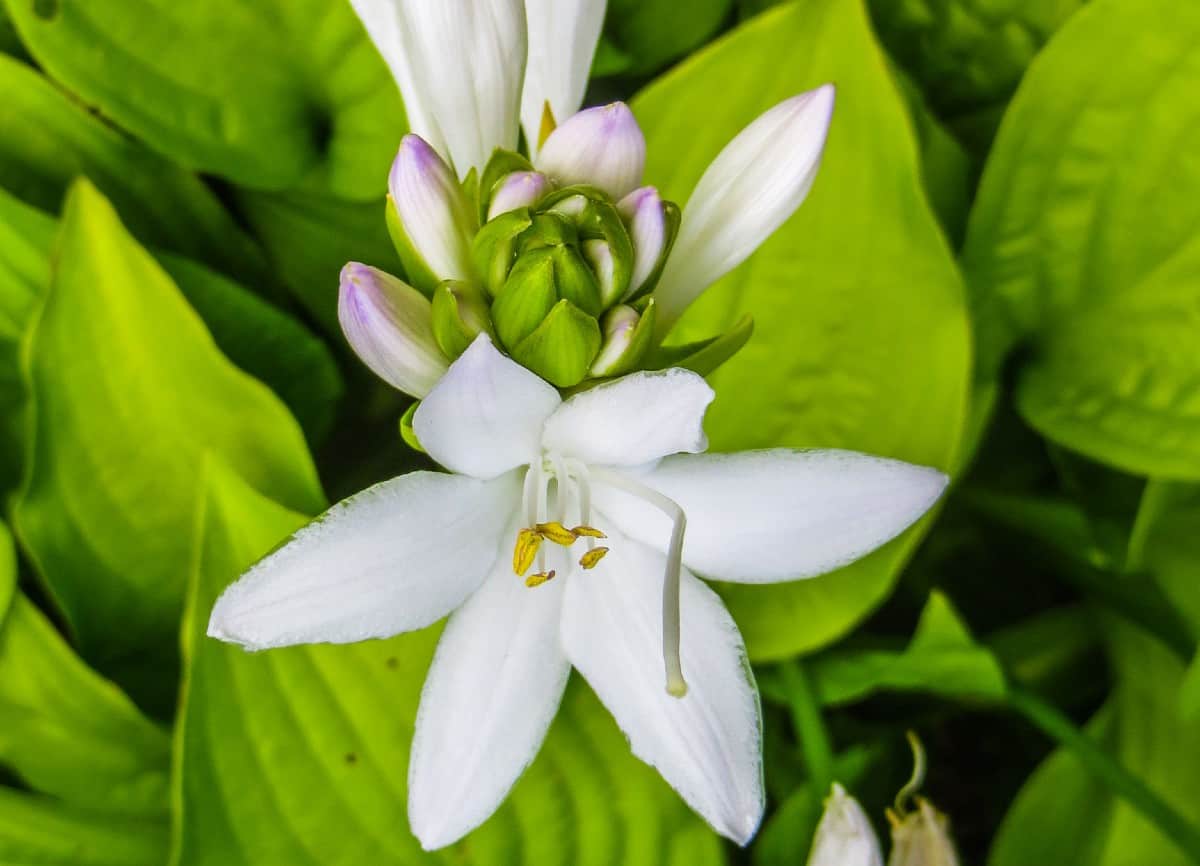 Hostas have lily-like blooms in early summer.