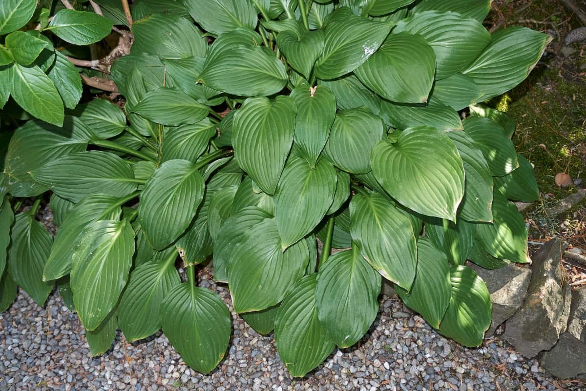 Hosta is a low-maintenance plant that needs shade.