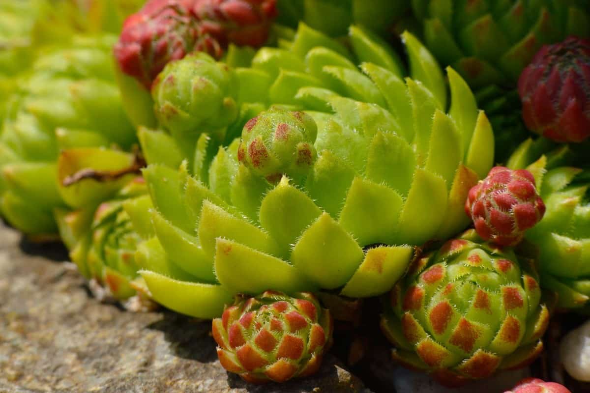 Houseleeks or hens-and-chicks is a popular succulent.