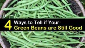 How Long are Green Beans Good for? titleimg1