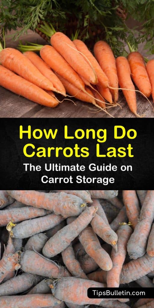 How long do carrots last? Carrots last anywhere from one month to over a year, depending on the type of storage. Wrap cut carrots in damp paper towels and place cooked carrots in an airtight container, or freeze carrots for longer shelf life. #carrotsstoragelife #carrots #storage #keepcarrotsfresh