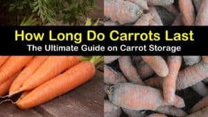 How Long Do Carrots Last? titleimg1