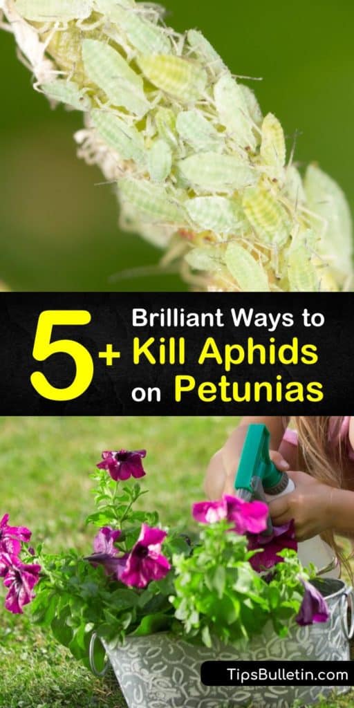 Discover how to get rid of an aphid infection on petunias using natural options like dish soap, a strong stream of water, or neem oil. Keep them away for good by introducing beneficial insects like lacewings and ladybugs. #aphids #petunias #killaphids