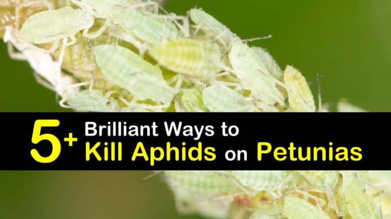 5 Brilliant Ways To Kill Aphids On Petunias