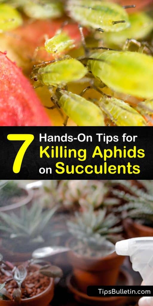 Learn how ladybugs, insecticidal soap, and neem oil can halt an aphid infestation on your succulent plants and houseplants. Grab a spray bottle and some dish soap to keep your succulents happy and healthy for years to come. #killaphids #aphids #succulents