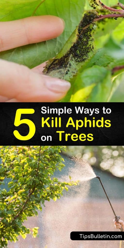 Discover how to get rid of and repel an aphid infestation using beneficial insects like ladybugs, neem oil, dish soap, or insecticidal soap. Our simple methods control aphid populations in your garden. #aphids #trees #gettingridofaphids #aphidsontrees