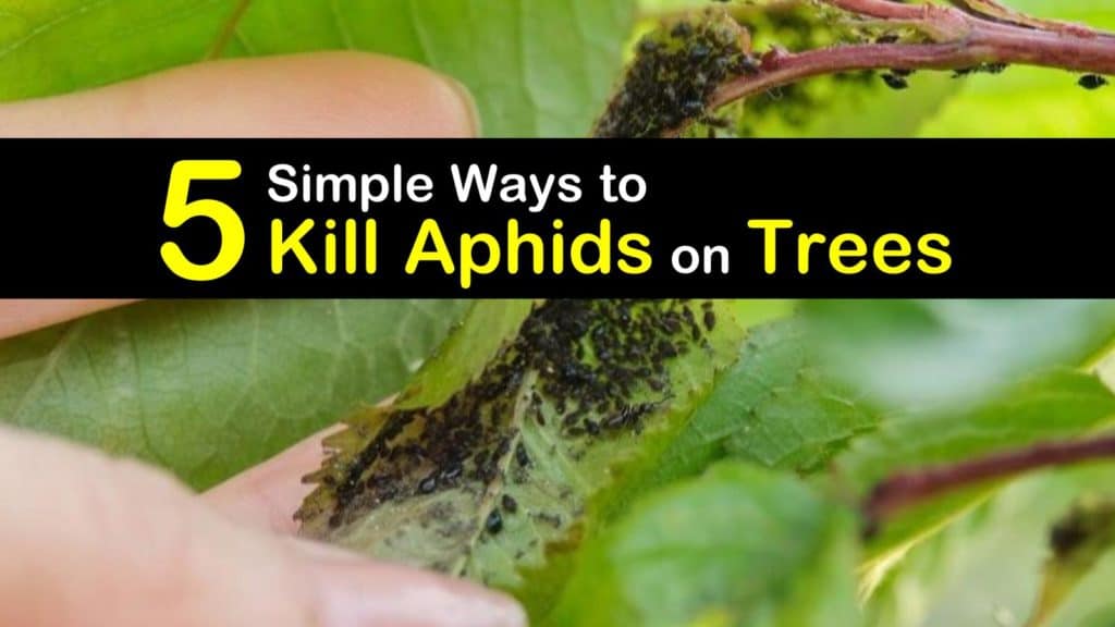How to Get Rid of Aphids on Trees titleimg1