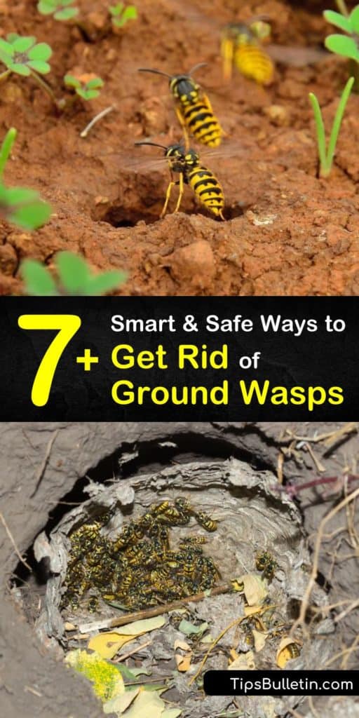 Try these pest control tricks for getting rid of ground-nesting wasps. Did you stumble over cicada killer wasps or ground digger wasps while mowing your lawn? Learn safe, effective wasp control strategies, such as laying a wasp trap or spraying essential oils. #groundwasps #getridofgroundwasps #wasp