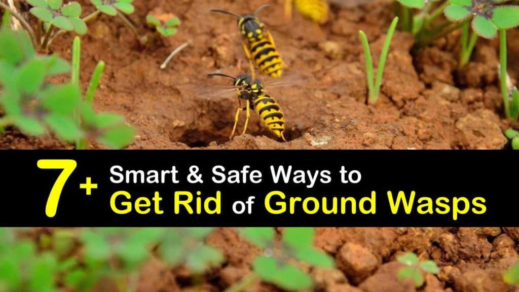 how to get rid of ground wasps t1