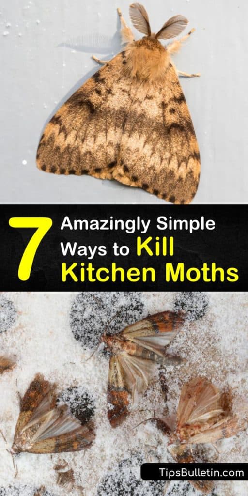 Let this step-by-step guide teach you how to get rid of pantry moths and moth larvae for good. Discover how unique tips like using bay leaves for pest control will protect your dry goods and pet food from invasion. #killmoths #kitchen #moths