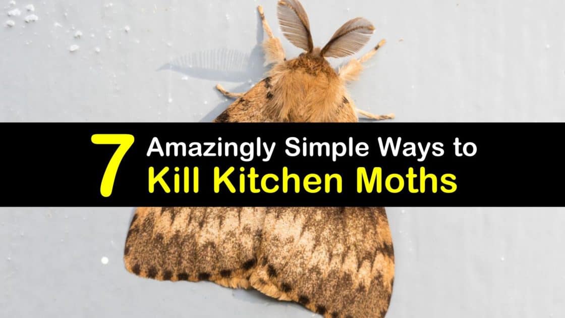 Kill Kitchen Moths, How Do I Get Rid Of Moths In My Kitchen Cabinets