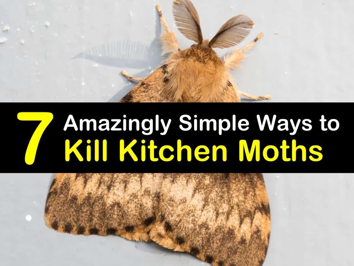 How to get rid of moths in the house