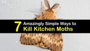 How to Get Rid of Moths in the Kitchen titleimg1