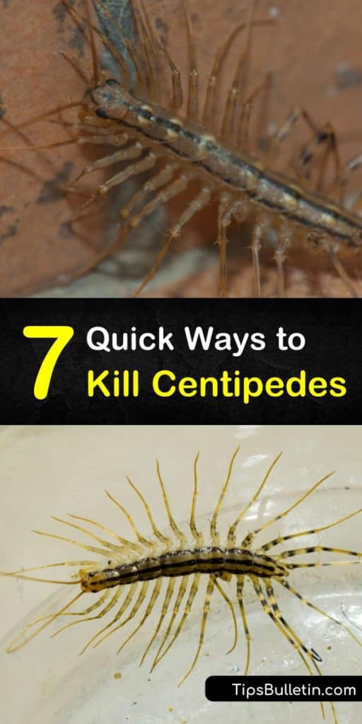 This is a step-by-step guide to killing centipedes in your home and preventing an infestation without having to call pest control. If you’ve spotted centipedes around damp areas, closets, or baseboards, use these tips to rid them from your home for good. #kill #centipedes #pestcontrol