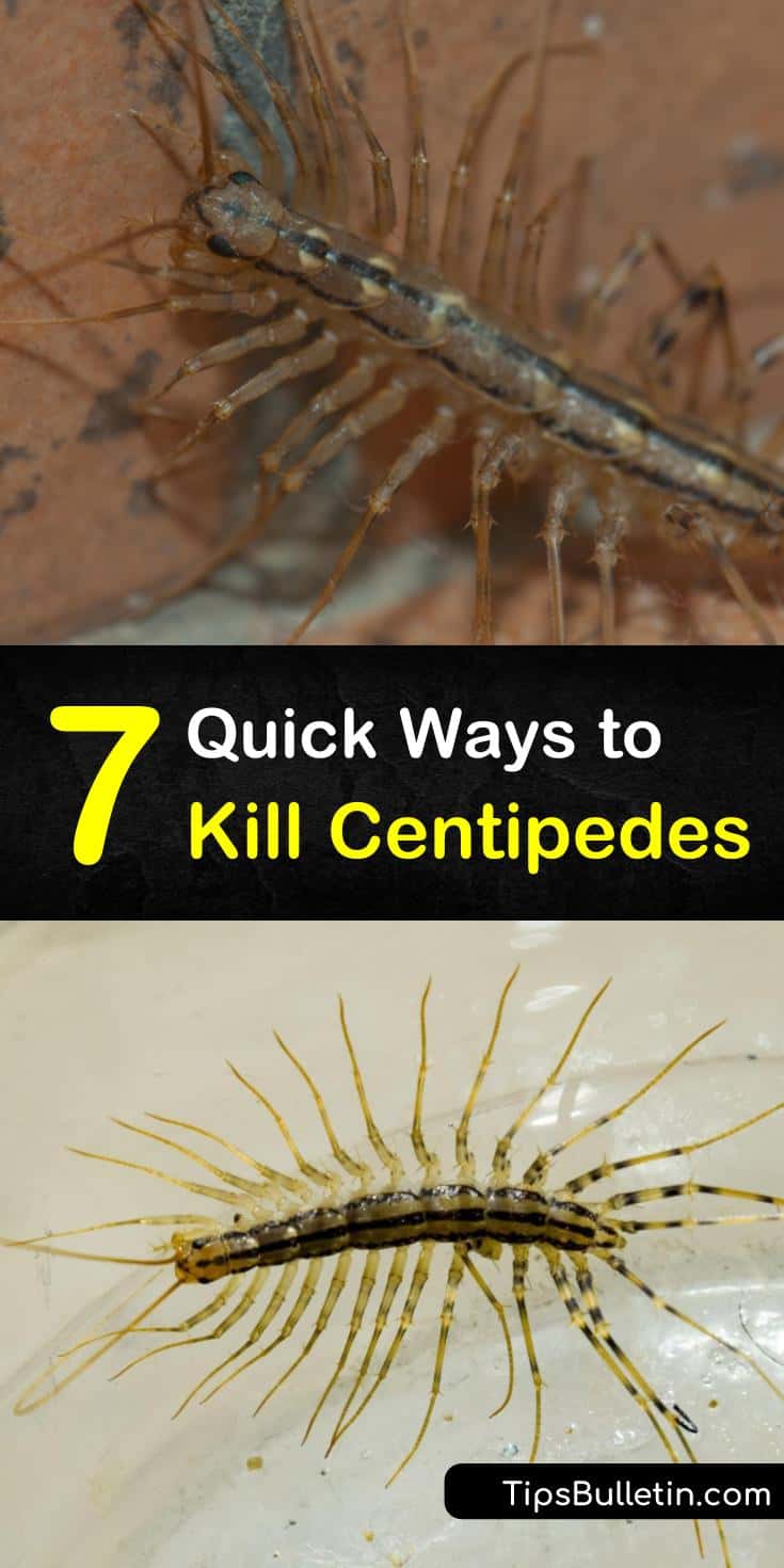 7 Quick Ways to Kill Centipedes