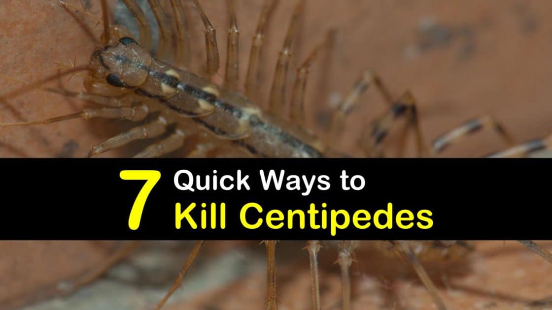 7 Quick Ways to Kill Centipedes
