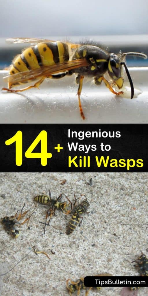 Find out how to kill wasp nests using soapy water and protective clothing. Construct a wasp trap with multiple types of bait and varying ideas for how to set it up. Try preventative measures like clearing away old food for natural wasp control, instead of a hornet killer. #kill #wasps #wasp