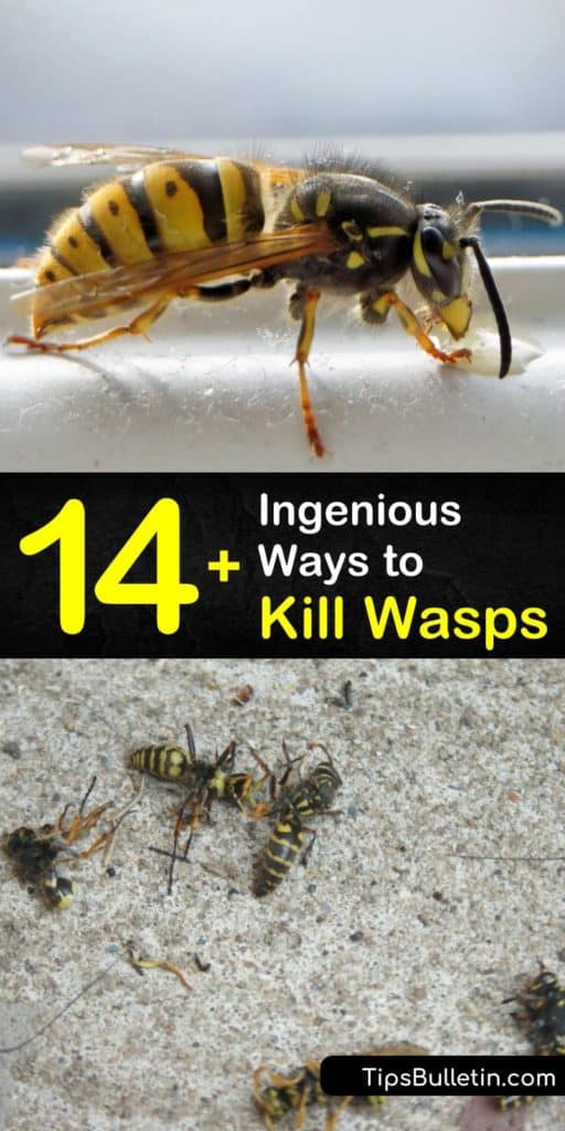 Find out how to kill wasp nests using soapy water and protective clothing. Construct a wasp trap with multiple types of bait and varying ideas for how to set it up. Try preventative measures like clearing away old food for natural wasp control, instead of a hornet killer. #kill #wasps #wasp