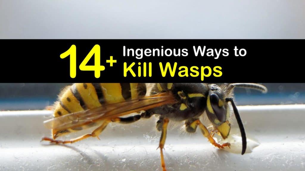 How to Kill Wasp titleimg1