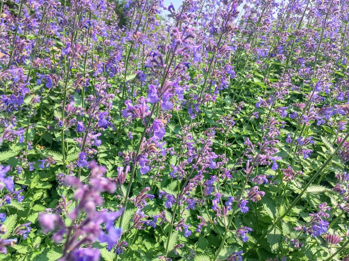 Hummingbird mint or hyssop has long spiked flowers.