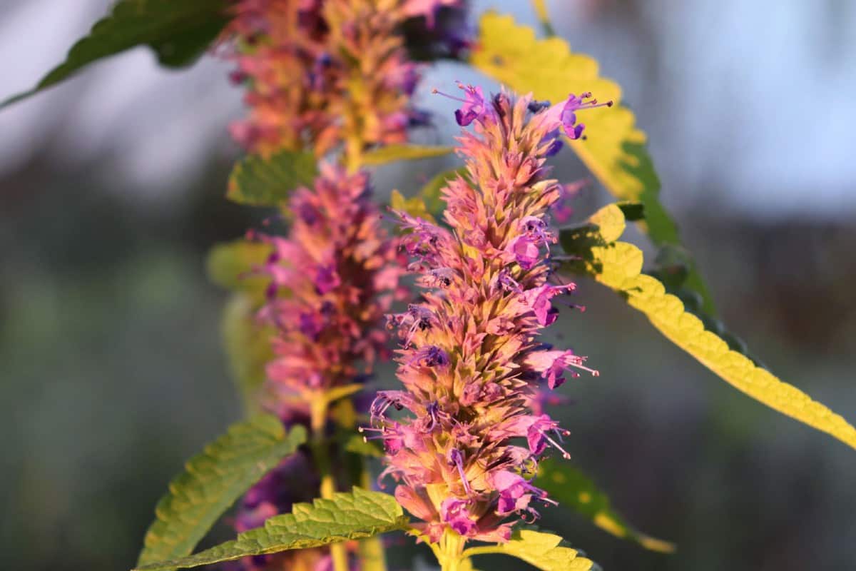 Hummingbird mint is a long-blooming annual.