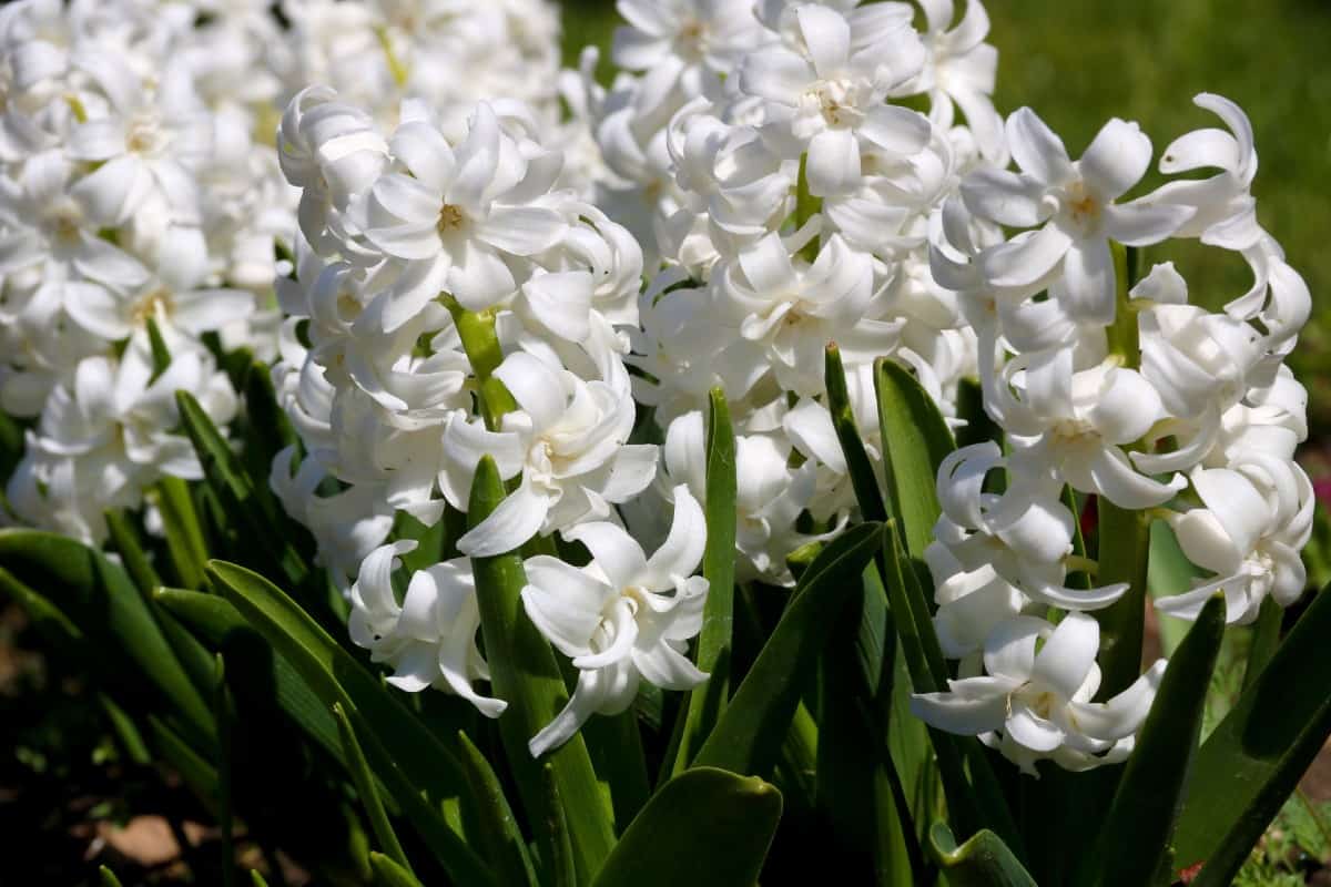 Hyacinth blooms in early spring with a pleasant scent.