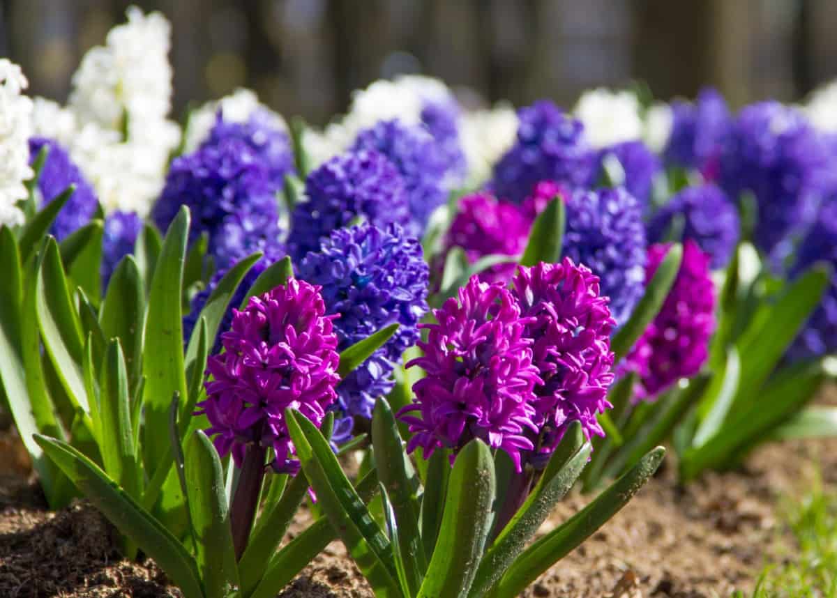 Hyacinths have a pleasant fragrance when they bloom in the spring.