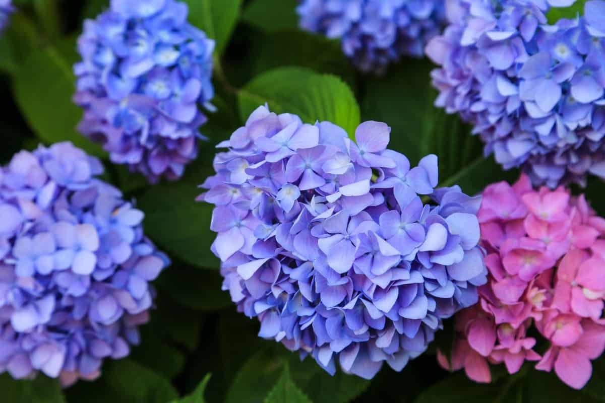 The hydrangea is a favorite evergreen shrub.