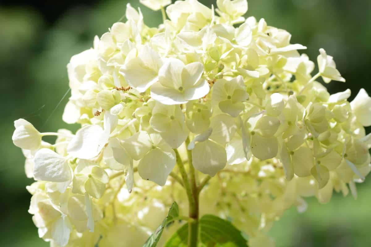 Most hydrangeas are very hardy plants.