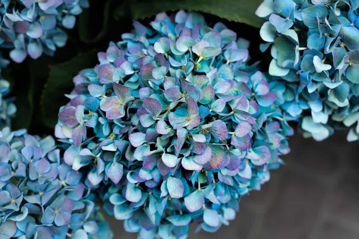 A gorgeous flowering plant, hydrangea develops a strong root system.