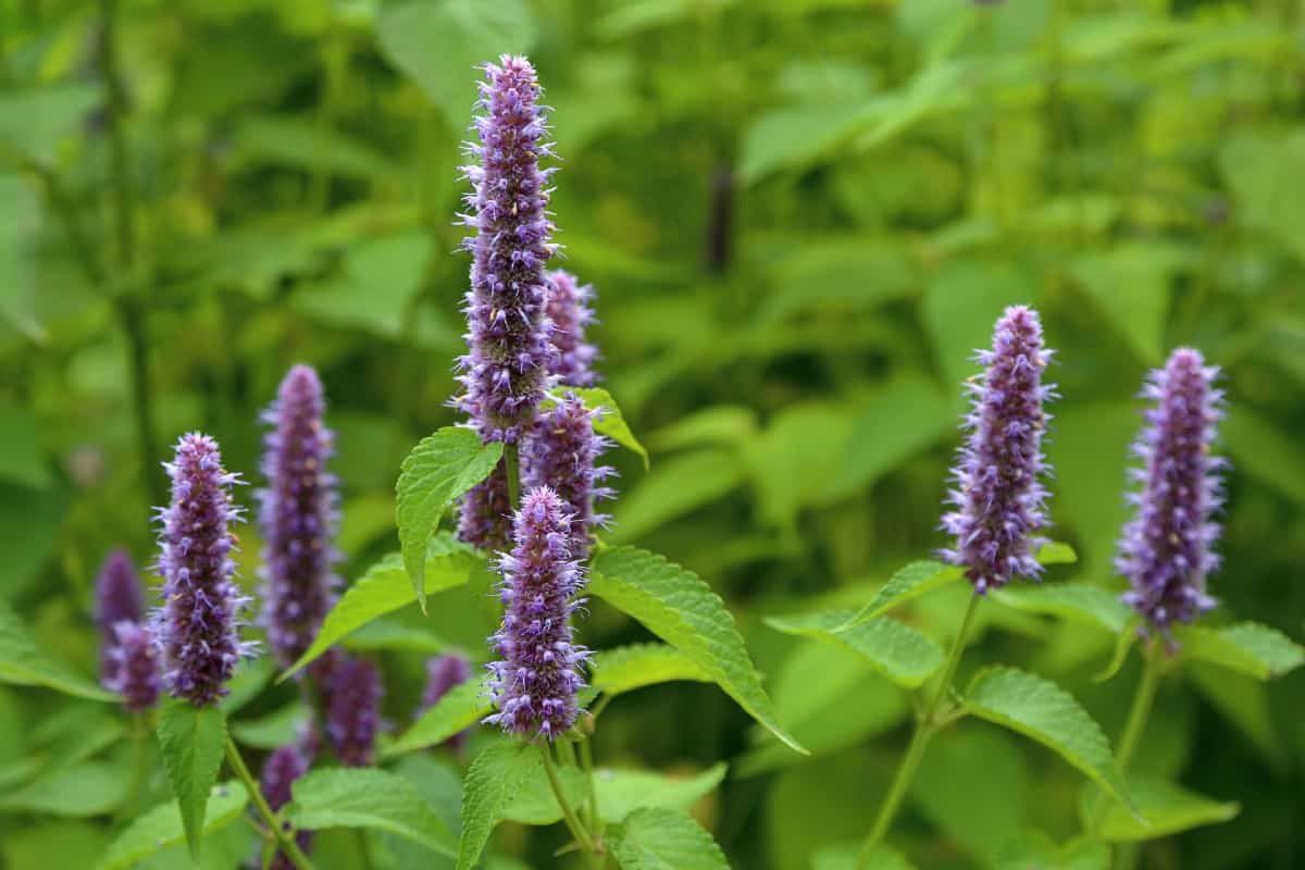 Hyssop flowers are members of the mint family.