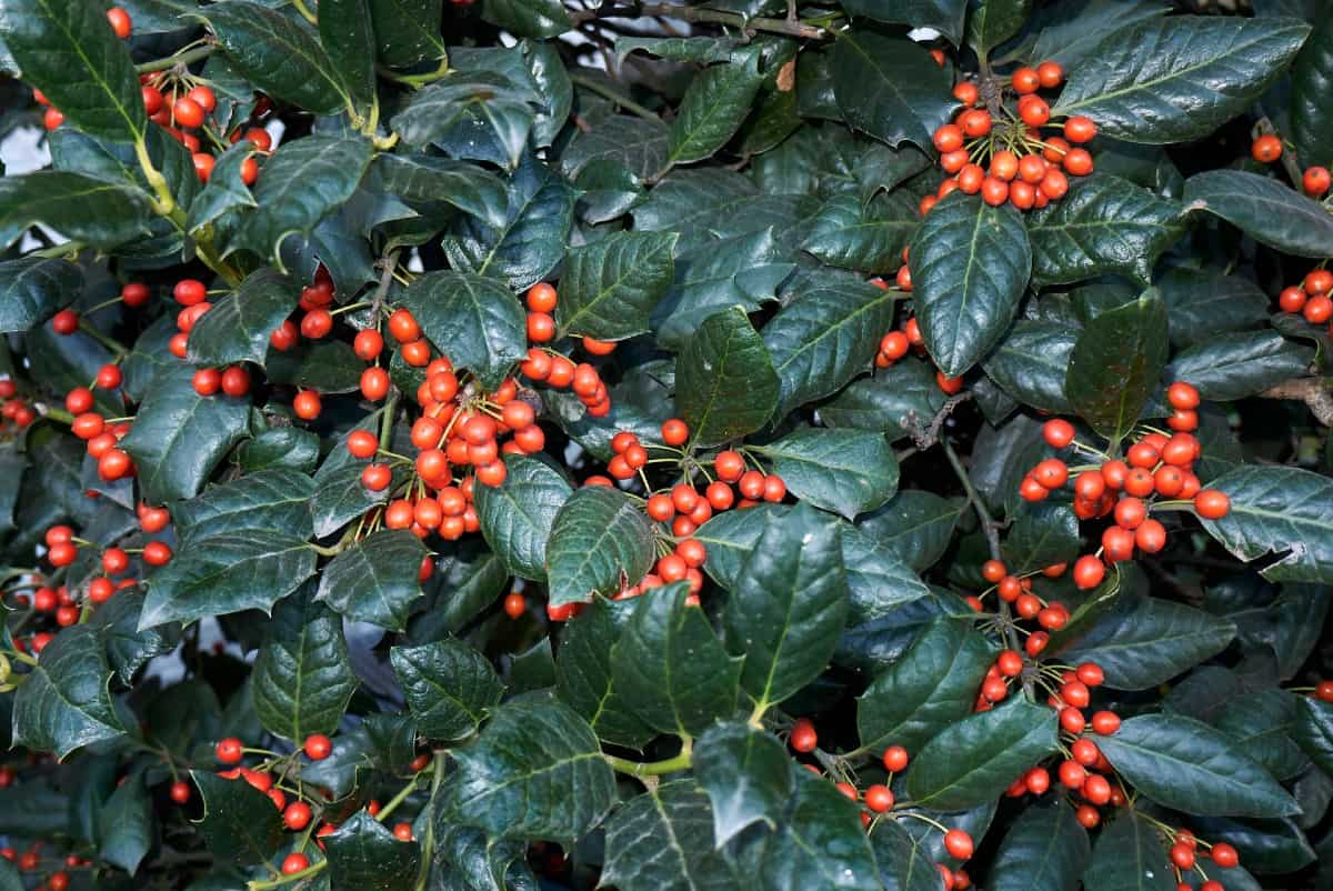 Ilex or holly is well-known for its bright red berries.
