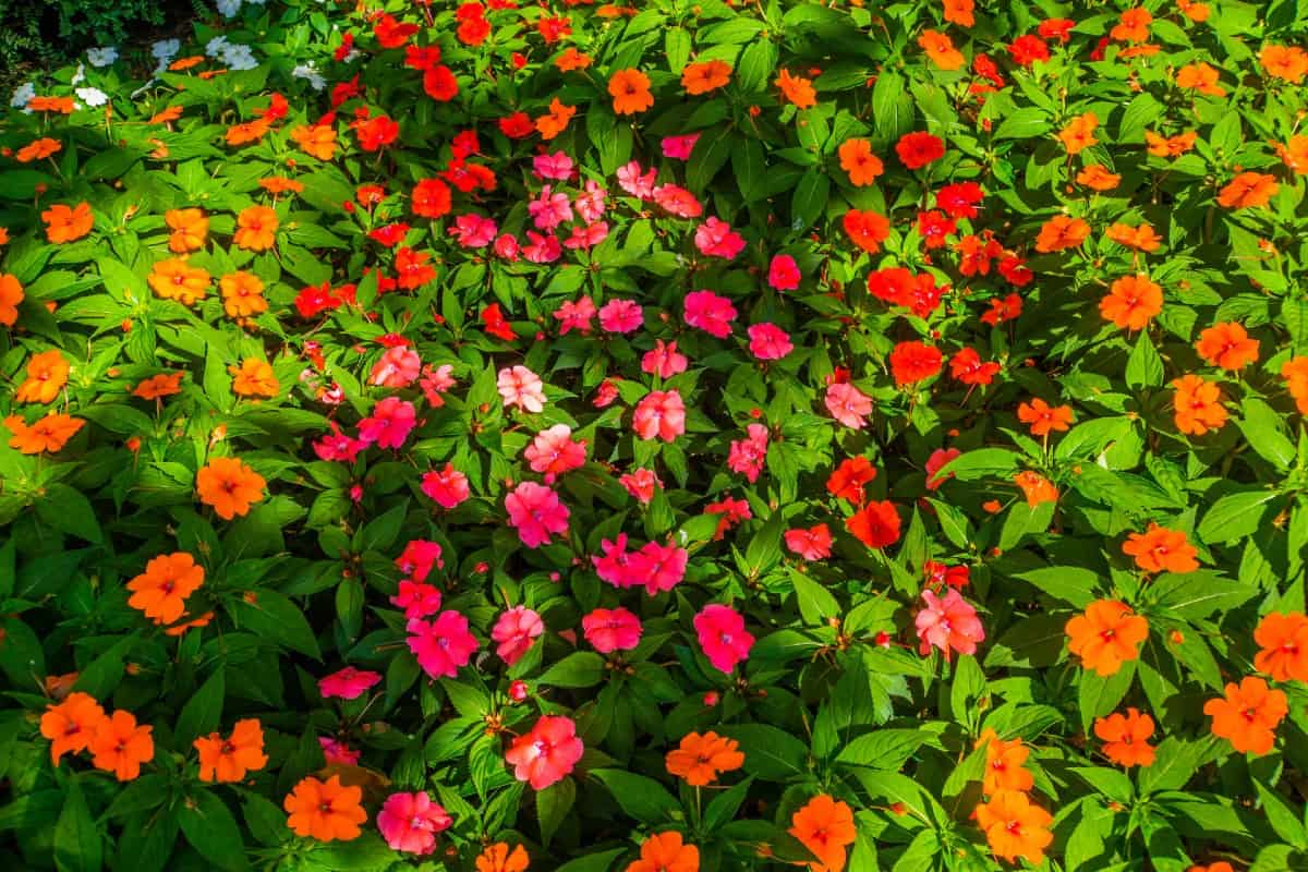 Impatiens is an annual that blooms a long time.