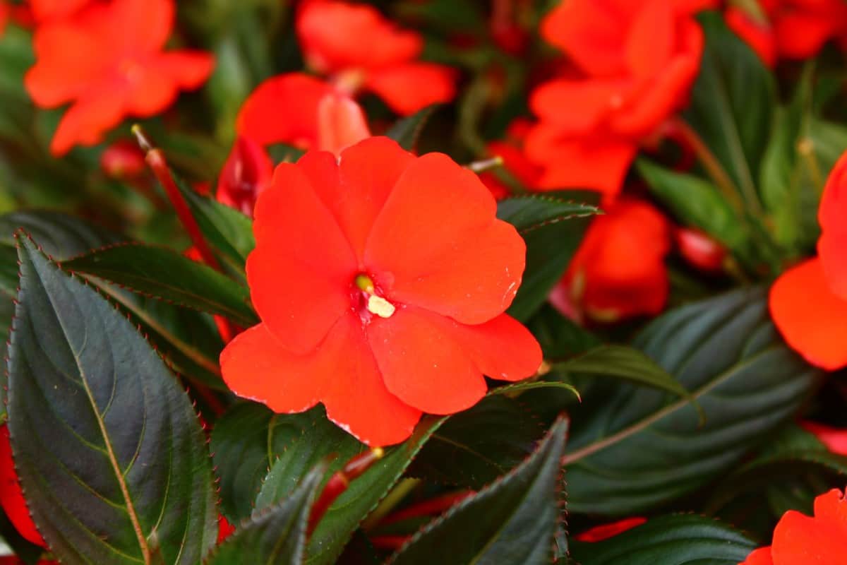Common impatiens makes an excellent ground cover in dry, shady areas.