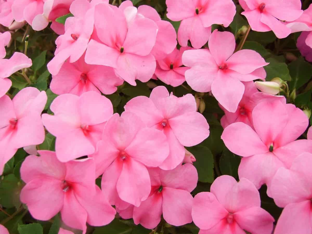 Impatiens flowers do well in the garden and in containers.