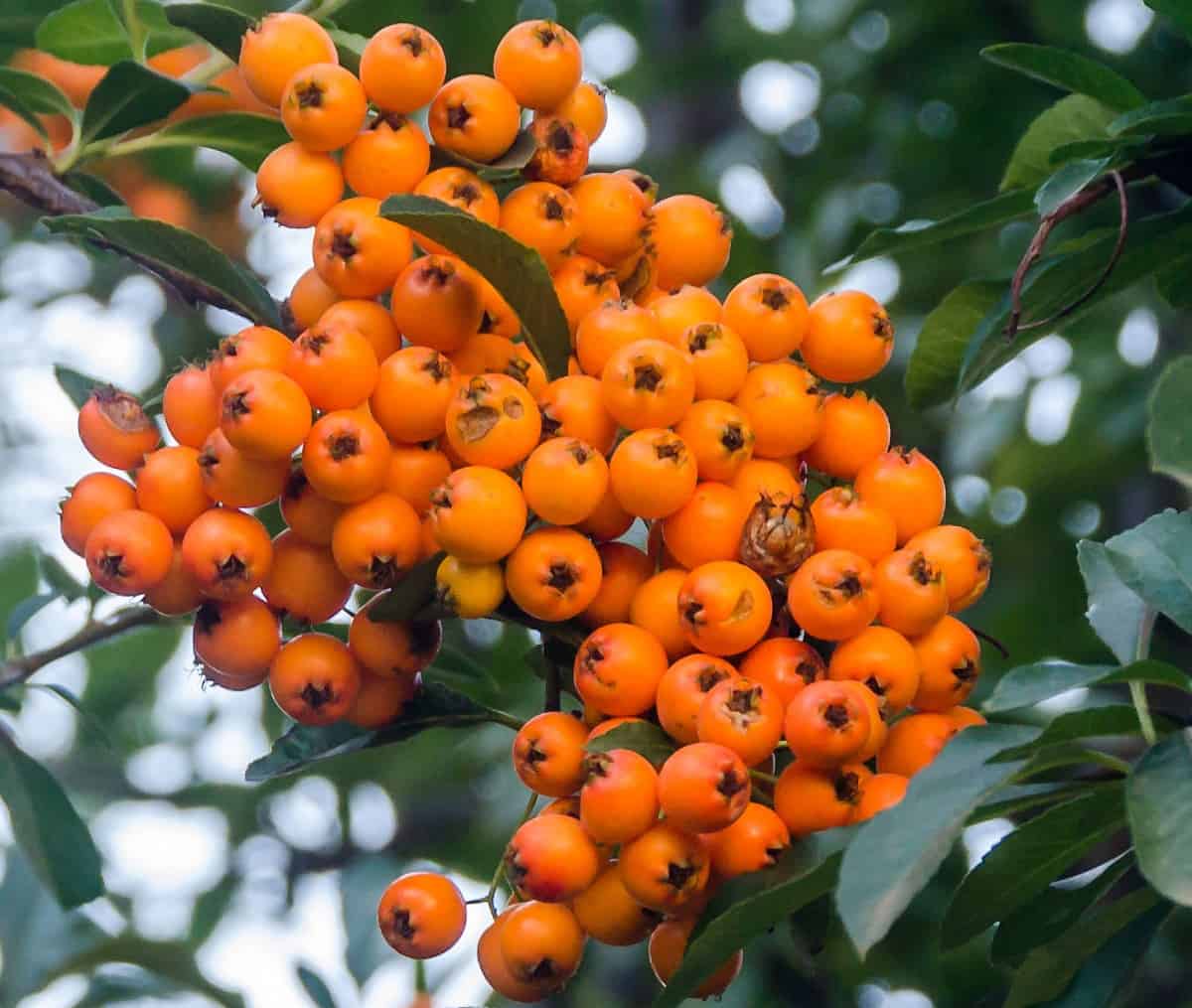 Inkberry is an evergreen shrub that is at home at the beach.