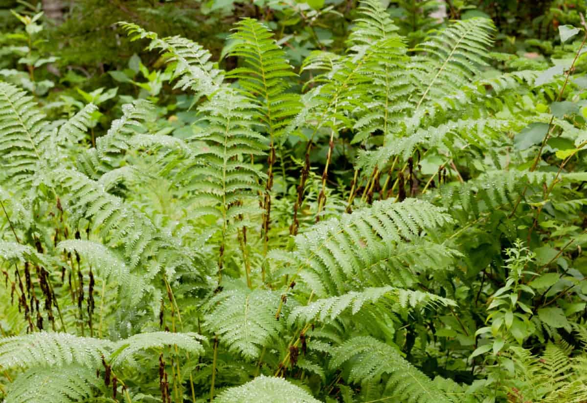 You can find the fiddleheads of the interrupted fern in early spring.