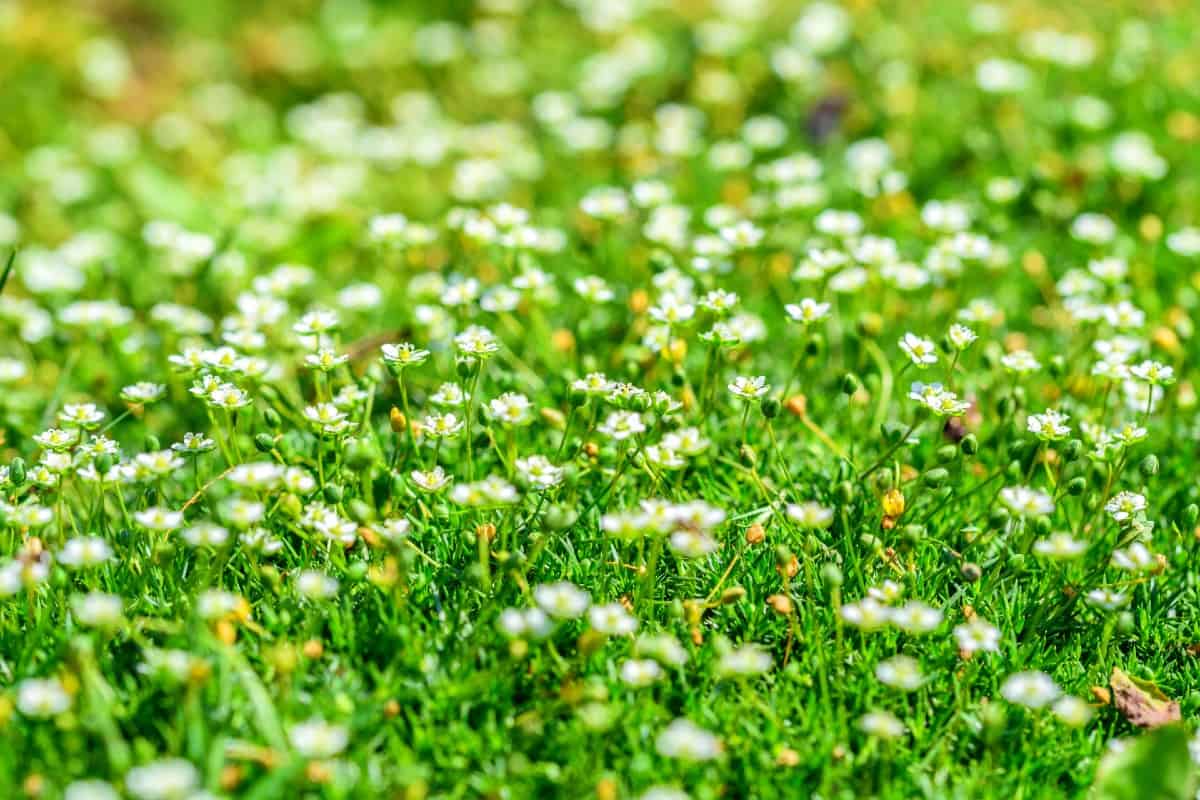 Irish moss is an excellent ground cover plant to put between pavers.